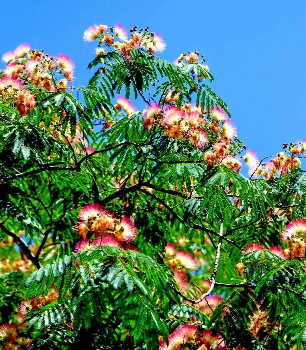 10 Mimosa Seeds (Albizia Julibrissin) Persian Pink Silk Tree - Seed World