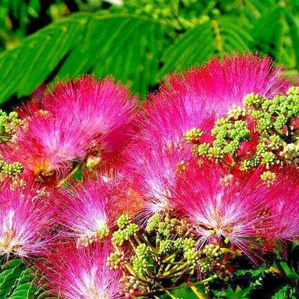 10 Mimosa Seeds (Albizia Julibrissin) Persian Pink Silk Tree - Seed World