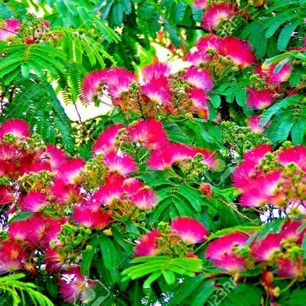 10 Mimosa Seeds (Albizia Julibrissin) Persian Pink Silk Tree - Seed World