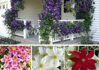 10 Mixed Clematis Seeds - Seed World