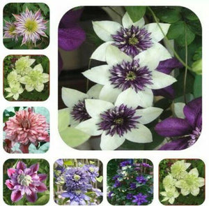 10 Mixed Clematis Seeds - Seed World