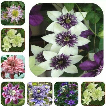 10 Mixed Clematis Seeds - Seed World