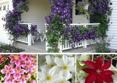 clematis from seeds to plants 10 Mixed Clematis Seeds – Seed World