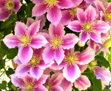 10 Mixed Clematis Seeds - Seed World