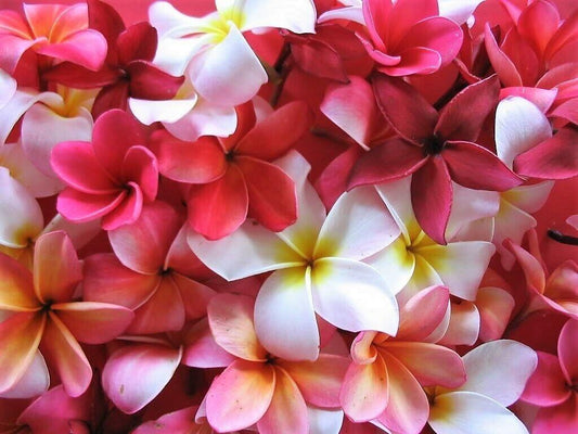 10 Mixed Colors Plumeria Seeds - Seed World