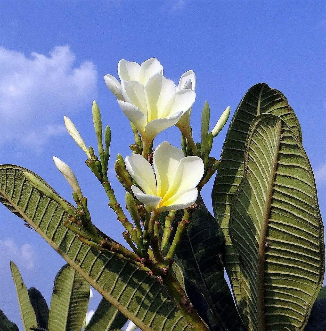 champa flower seeds Mixed Colors Plumeria Seeds | Lei Flower Frangipani