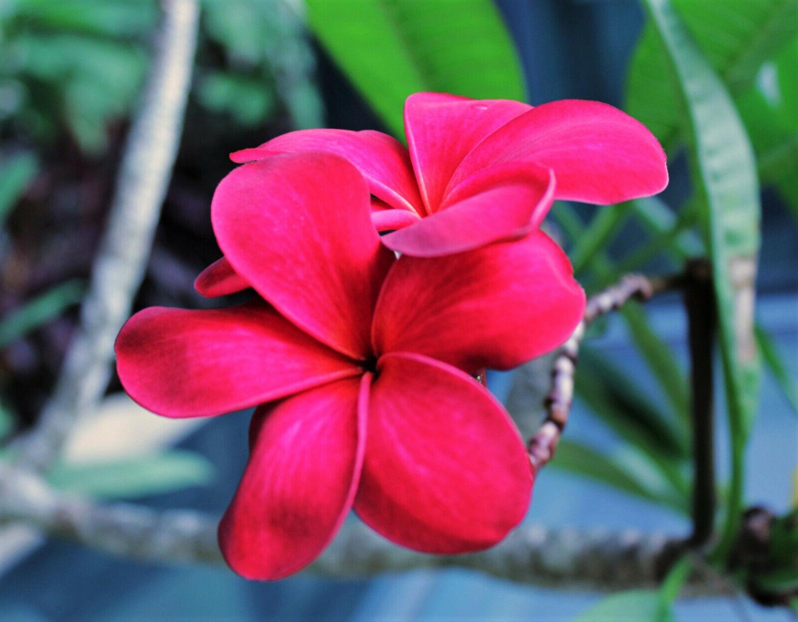 10 Mixed Colors Plumeria Seeds - Seed World