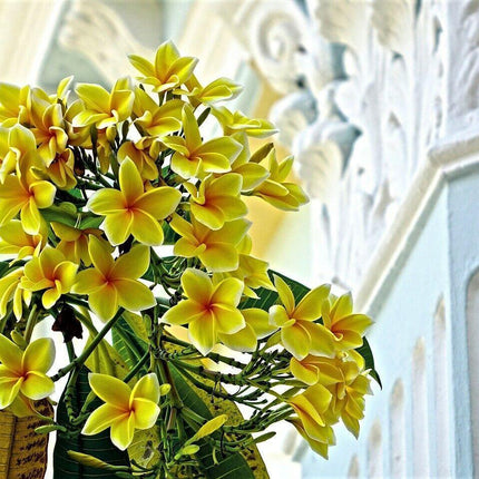 10 Mixed Colors Plumeria Seeds - Seed World