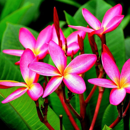 10 Mixed Colors Plumeria Seeds - Seed World