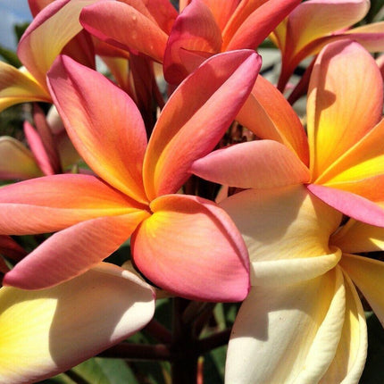 10 Mixed Colors Plumeria Seeds - Seed World