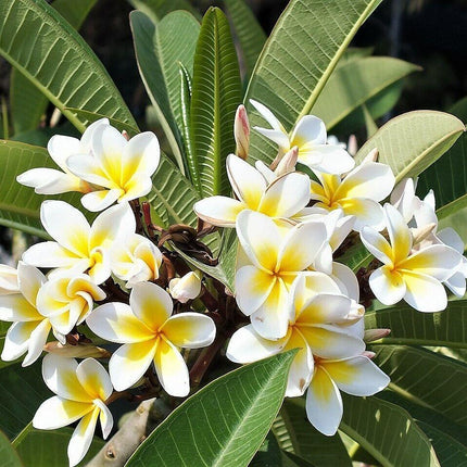 10 Mixed Colors Plumeria Seeds - Seed World