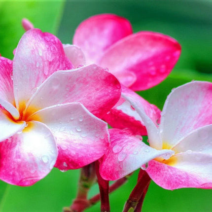 10 Mixed Colors Plumeria Seeds - Seed World