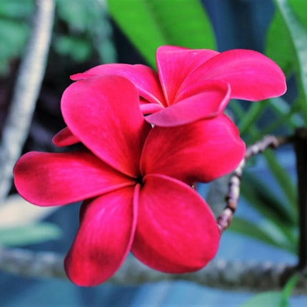 10 Mixed Colors Plumeria Seeds - Seed World