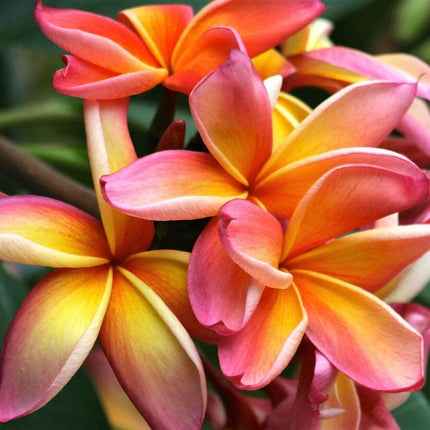 10 Mixed Colors Plumeria Seeds - Seed World