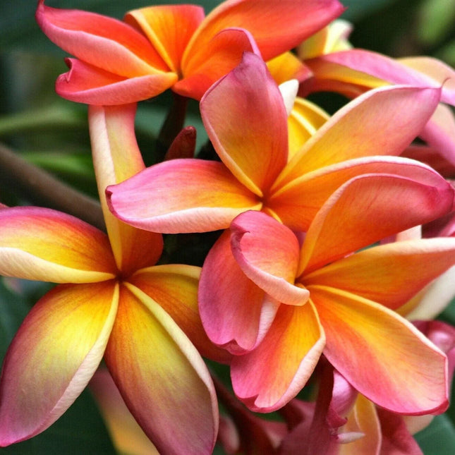 10 Mixed Colors Plumeria Seeds - Seed World