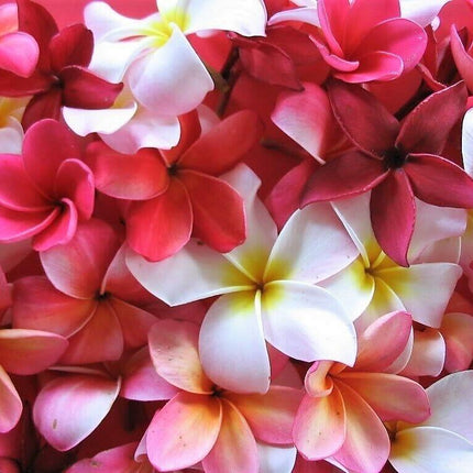 10 Mixed Colors Plumeria Seeds - Seed World