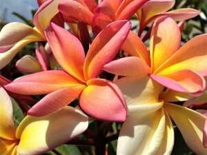 10 Mixed Colors Plumeria Seeds - Seed World
