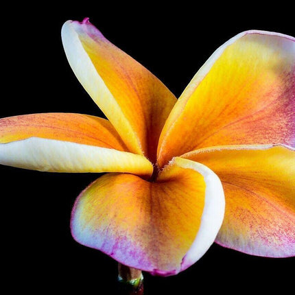 10 Mixed Colors Plumeria Seeds - Seed World