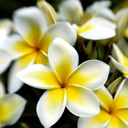10 Mixed Colors Plumeria Seeds - Seed World