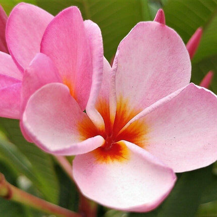 10 Mixed Colors Plumeria Seeds - Seed World