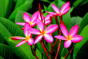 10 Mixed Colors Plumeria Seeds - Seed World