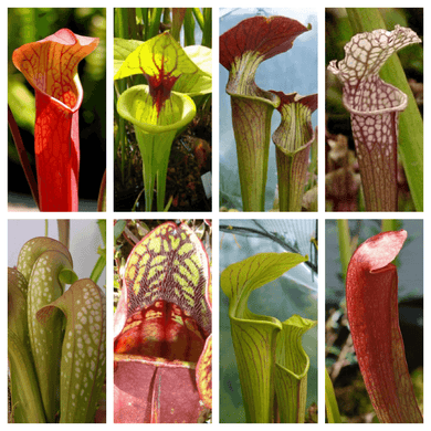 10 Mixed Pitcher Plant Seeds - Seed World