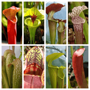10 Mixed Pitcher Plant Seeds - Seed World