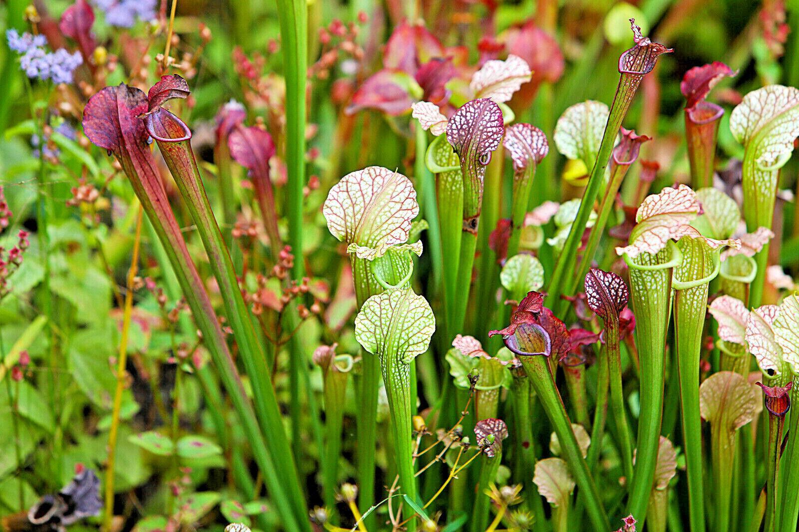 10 Mixed Pitcher Plant Seeds - Seed World