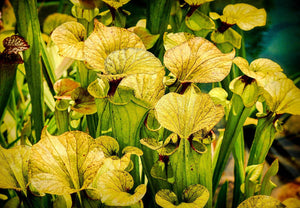 10 Mixed Pitcher Plant Seeds - Seed World