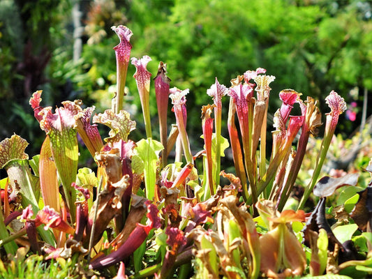 10 Mixed Pitcher Plant Seeds - Seed World