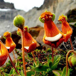 10 Monkey Face Orchid Flower Seeds - Seed World