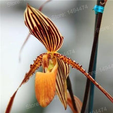10 Monkey Face Orchid Flower Seeds - Seed World