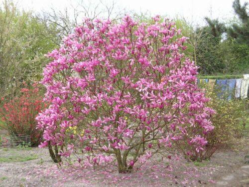 10 Mulan Tulip Lily Magnolia Seeds - Seed World