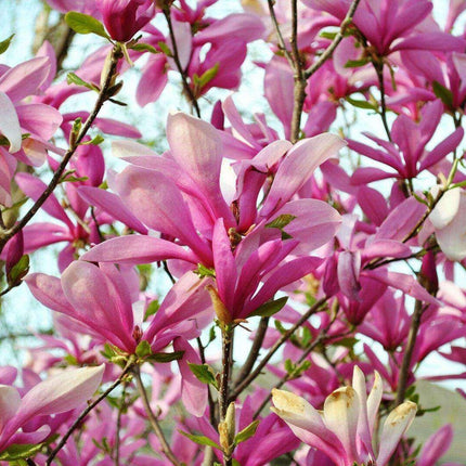 10 Mulan Tulip Lily Magnolia Seeds - Seed World