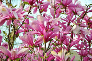 10 Mulan Tulip Lily Magnolia Seeds - Seed World
