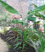 10 Musa Cheesmanii Cold Hardy Seeds - Seed World