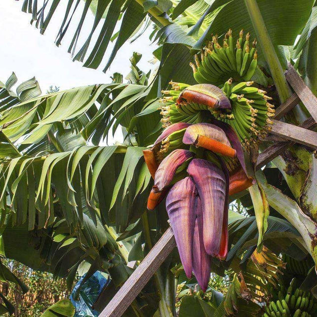 10 Musa Cheesmanii Cold Hardy Seeds - Seed World