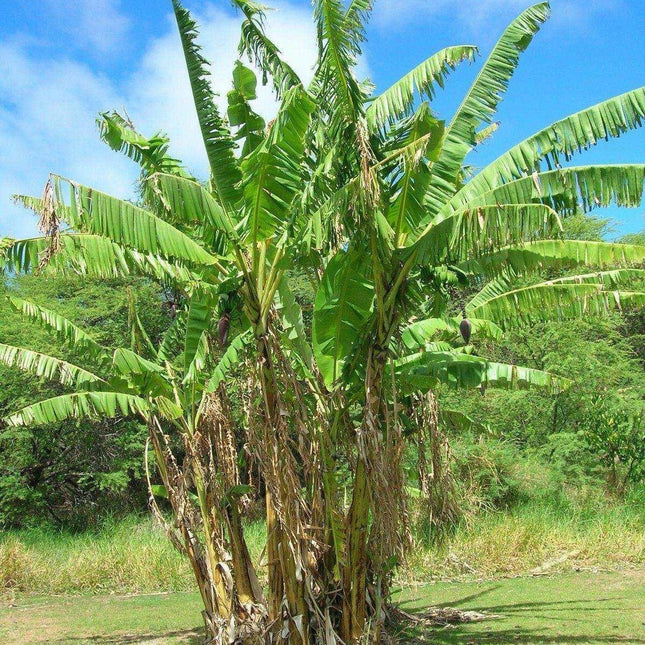 10 Musa Cheesmanii Cold Hardy Seeds - Seed World