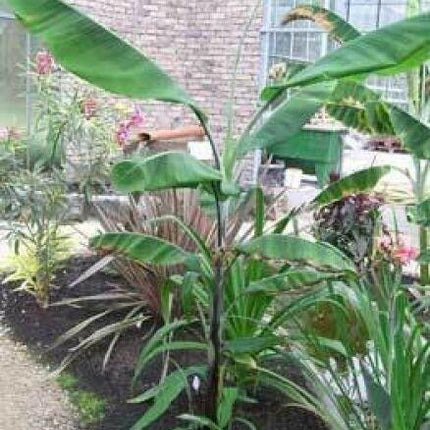 10 Musa Cheesmanii Cold Hardy Seeds - Seed World