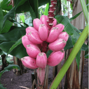 10 Musa Velutina Pink Banana Seeds - Seed World