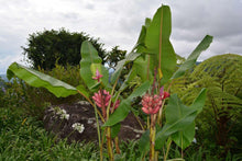 10 Musa Velutina Pink Banana Seeds - Seed World