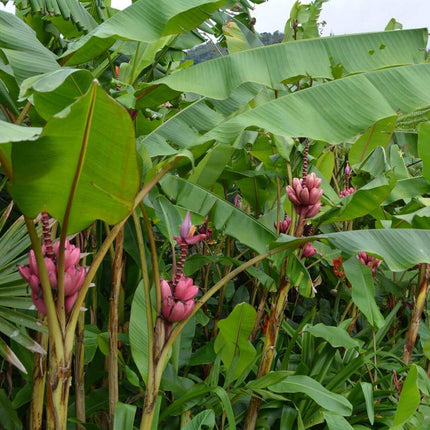 10 Musa Velutina Pink Banana Seeds - Seed World