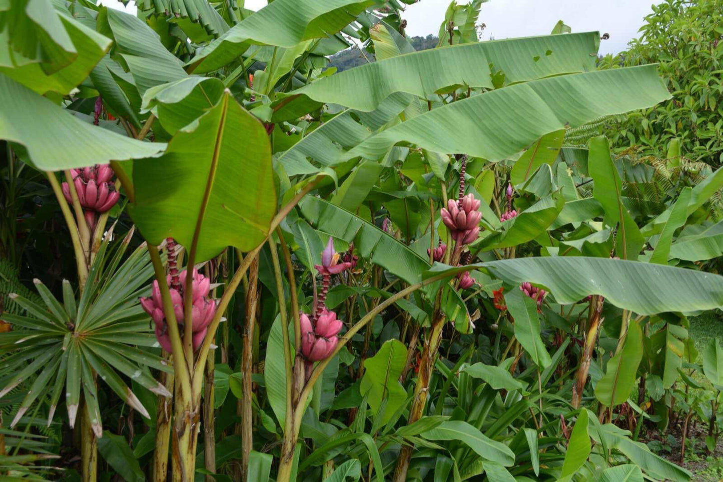 10 Musa Velutina Pink Banana Seeds - Seed World