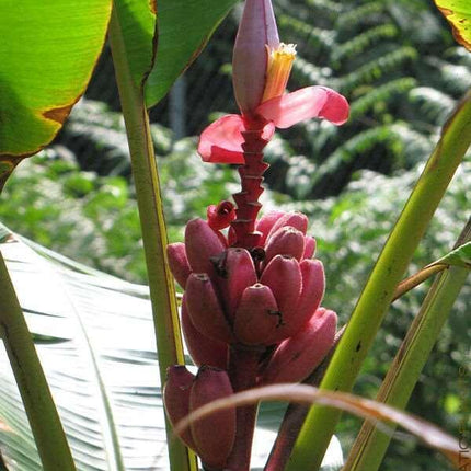 10 Musa Velutina Pink Banana Seeds - Seed World