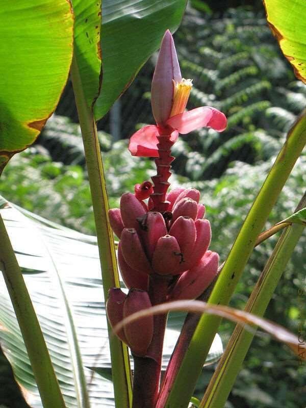 10 Musa Velutina Pink Banana Seeds - Seed World
