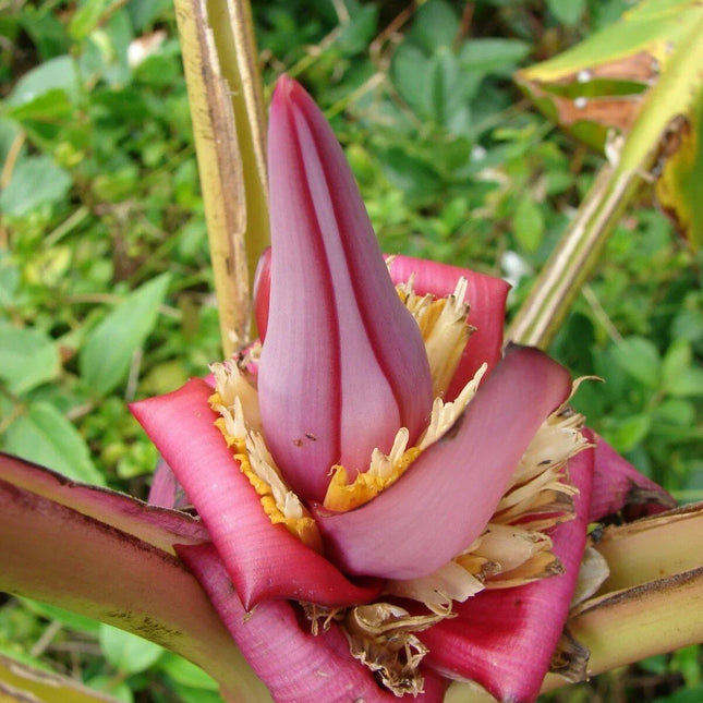 10 Musa Velutina Pink Banana Seeds - Seed World