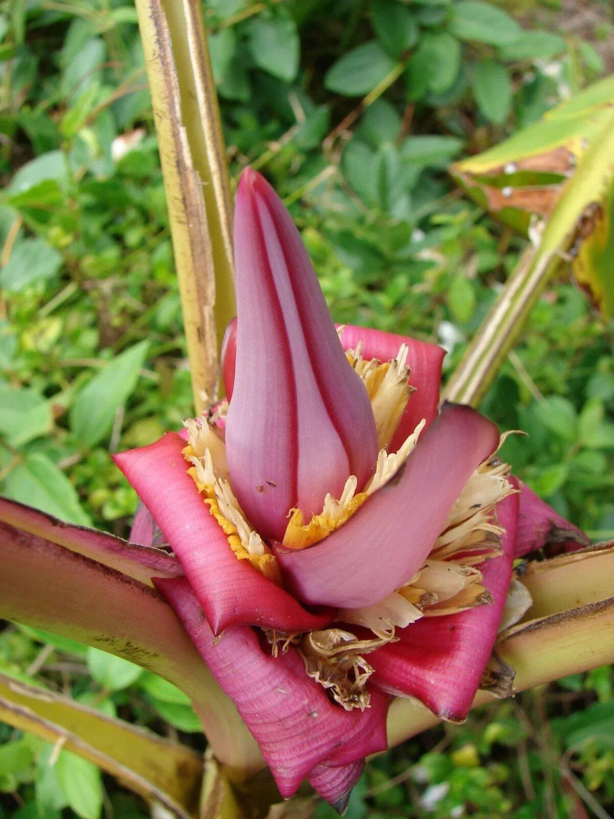 10 Musa Velutina Pink Banana Seeds - Seed World
