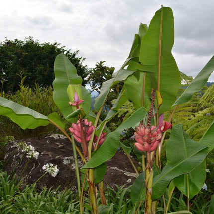 10 Musa Velutina Pink Banana Seeds - Seed World