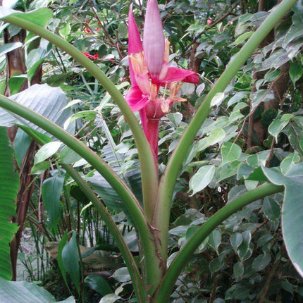10 Musa Velutina Pink Banana Seeds - Seed World
