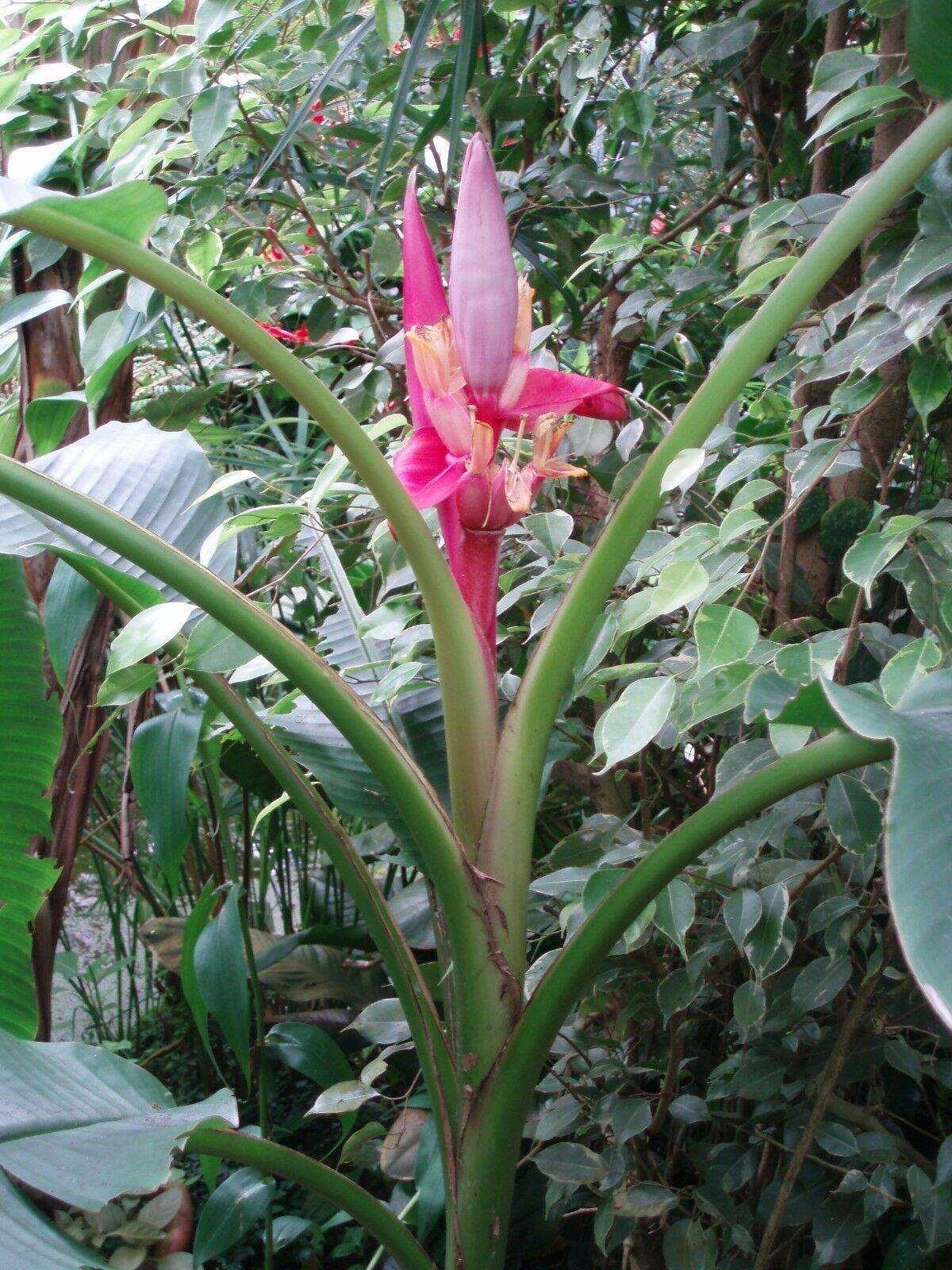 10 Musa Velutina Pink Banana Seeds - Seed World